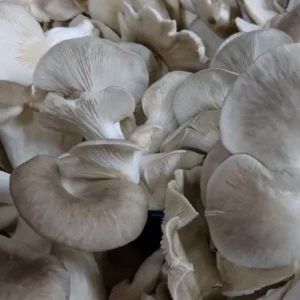 champignon pleurotes 250g