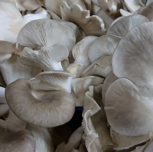 champignon pleurotes 250g