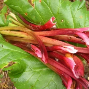 rhubarbe 500g