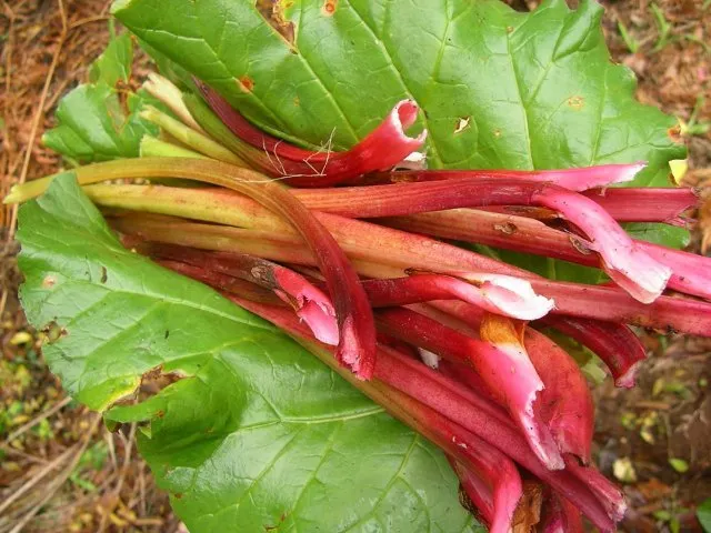 rhubarbe 500g