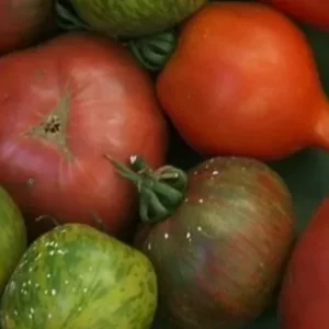 mélange de tomates ancienne 500g