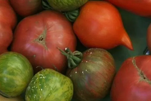 mélange de tomates ancienne 500g
